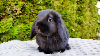 Zakrslý beránek, králík, králíček PIPER - 12