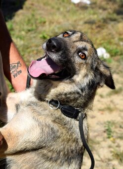 ADDY K ADOPCI - 3 ROKY, MILÁ, UČENLIVÁ, VDĚČNÁ - 12