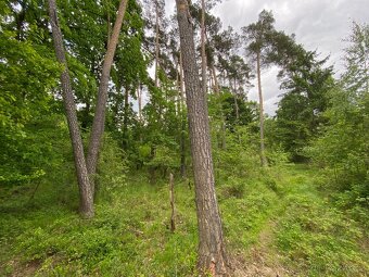 Lesní pozemek s porostem k těžbě Lštění nad Zubřinou - 12