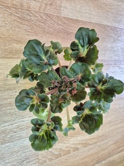 Africké fialky - Saintpaulia - 12