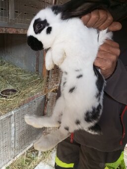 Králíci velikých plemen k chovu samice a samci - 12