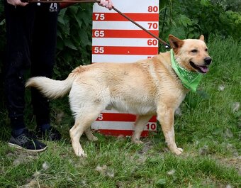 ZIPPY K ADOPCI - 5 LET, VESELÝ, ODDANÝ,ZVĚDAVÝ - 12