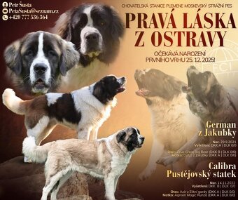 Moskevský strážní pes štěňátka - 12