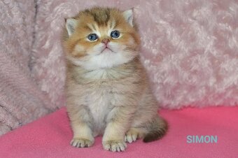 Britská koťátka s PP k rezervaci - 12