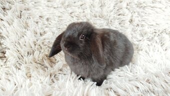 Zakrslý beránek, králíček, králík - ELLA - 12