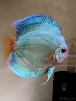 Discus - Terčovec - 12
