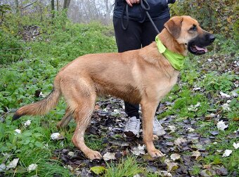 DONALD K ADOPCI - 2,5 ROKU, AKTIVNÝ,PŘÁTELSKÝ,VHODNÝ K RD - 12