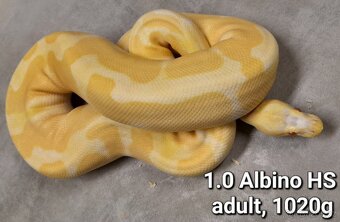 Krajta královská subadult a adult - 12
