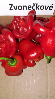 Chilli semínka 7 druhů ,Scorpion,Naga Moritch, Zvonečkové, A - 12