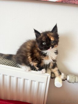 Maine coon s PP - 12