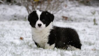 Welsh Corgi Cardigan FCI - 12
