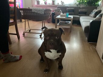 American bully - 12