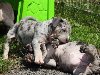 American Bully XL / XXL - 12