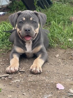 American Bully XL / XXL - 12