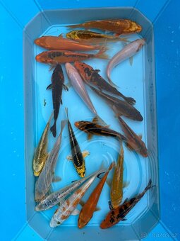 Koi kapři - 12