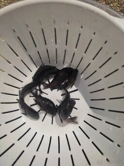 TLAMOVCI    TANGANIKA      MALAWI - 12