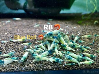 TOP AKVA KREVETKY PREMIUM Caridina a Neocaridina - Odchovy - 12