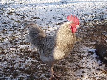 Prodám krásného kohouta do chovu - 12