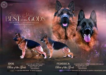 Německý Ovčák - 12