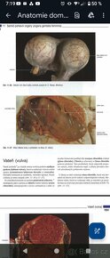 VŠ Skripta v PDF formátu - ČZU, Veterina, Ekonomie - 12