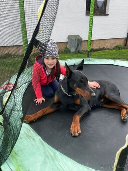 Šteňatá Doberman - 12