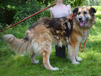 Talinn hledá domov - 12