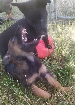 Belgický ovčák malinois - 12