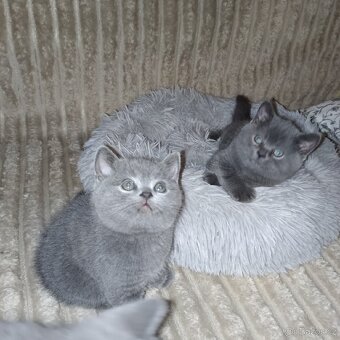 Britská koťata - 12