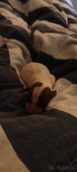 Štěňata Jack Russell teriér - 12