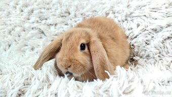 Zakrslý beránek, králíček, králík - JAYDEN - 12