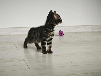 Bengálska kočka,kocour,Bengal - 12