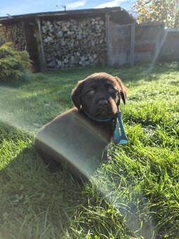 štěně labrador a hnědá fena IHNED - 12