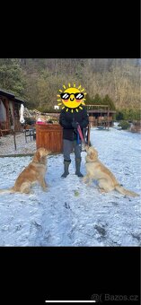 Štěňátka zlatého retrívra – 3 fenky, 5 pejsků, bez PP - 12