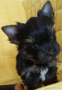 Yorkshire terrier (biewer carrier) - 12