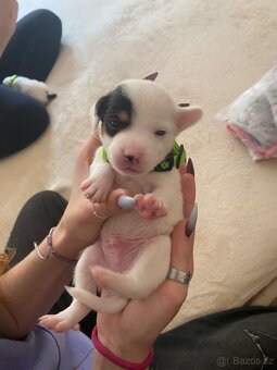 Štěnata Jack Russel Teriér - 12