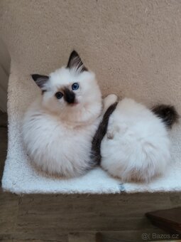 Koťátka s PP Ragdoll - 12