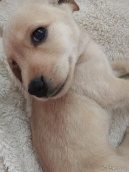 Štěňata labradora kříženci - 12