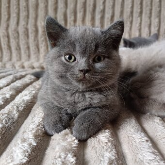 Britská koťata - 12