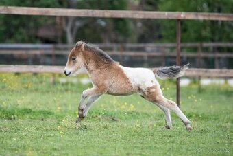 Připouštění Minihorse/minipony - 12