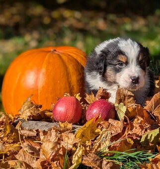 Australský ovčák, štěňata s PP FCI - 12