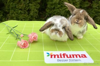 Mláďata zakrslých králíčků přímo od chovatele - 12
