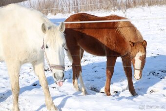 Krásná klisnička WPBR Pony B do sportu - 12