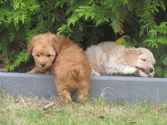 Maltipoo štěňátka - 12