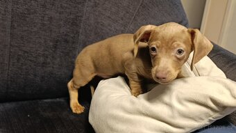 Jezevčík trpasličí pejsek bez PP - 12