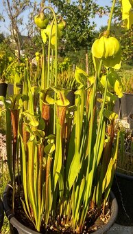 Venkovní masožravé rostliny - 12