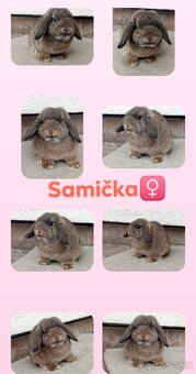 Volná samička - Anglický Zakrslý Beránek MiniLop🍑 - 12