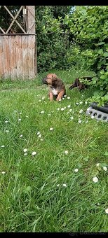 Cane Corso štěňata - 12