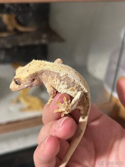 Pagekon řasnatý - 12