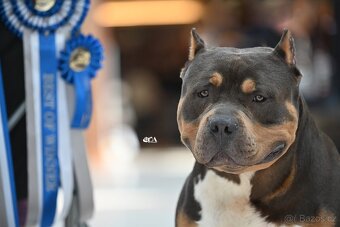 American Bully XL - Exkluzivní spojení šampionů - 12