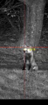 FX King Nordic WOLF 500 5,5mm - 12